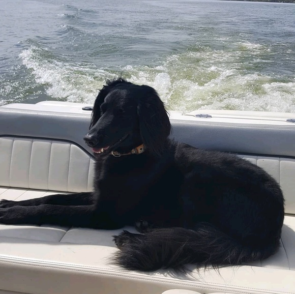 Meet your Posher, Jacqyeline - Picture 1 of 1